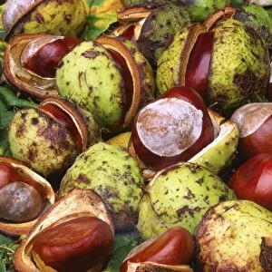 Conkers From Horse Chestnut tree UK