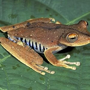Convict Treefrog - Manu National Park - Peru