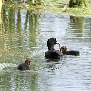 Coot - adult with chick. Nature reserve of Aiguamols - Spain