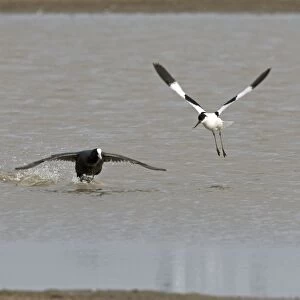 Coot and Avocet - Coot chasing Avocet (Recurvirostra avosetta) off - May - North Norfolk, U. K