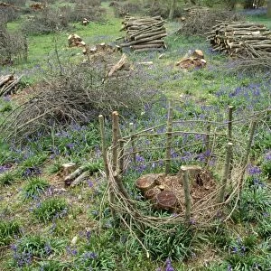 Coppice - Fence protecting new Coppice stool (Woodland management) UK