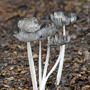 Coprinus lagopus - Habitat - on leaf litter or soil in shady woods - less frequently in fields. Edible but not worthwhile. October. Nap Wood Nature Reserve, East Sussex, UK. (NT)