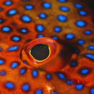 Coral Grouper KA 293 Close-up of eye - Indian Ocean Cephalopholis miniata © Kurt Amsler / ARDEA LONDON Coral Grouper KA 293 Close-up of eye - Indian Ocean Cephalopholis miniata © Kurt Amsler / ARDEA LONDON