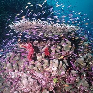Coral Reef VT 8156 Fish feeding on plankton. Great Barrier Reef, Australia. © Valerie Taylor / ARDEA LONDON