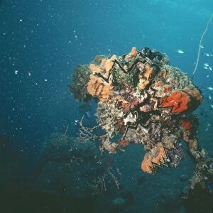 Coral VT 2671 Colonised wreck, Truck Lagoon, Indo Pacific. © Ron & Valerie Taylor / ardea. com