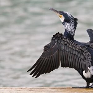 Cormorant - adult drying its wings - Wiltshire - England - UK