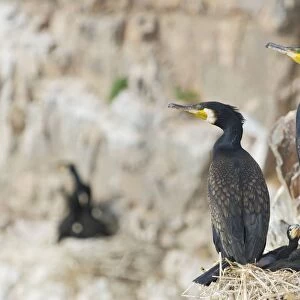 Cormorants - With young - Cormorants Island Lake Quinghai Salt Lake Tibet China