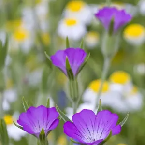 Corn Cockle - meadow - Cornwall - UK