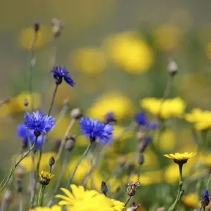 Corn Marigold - in bloom with Cornflowers - Summer - Cornwall, UK Corn Marigold - in bloom with Cornflowers - Summer - Cornwall, UK