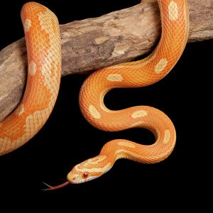 Corn / Red Rat Snake - “Crealmsicle motley” mutation - North America