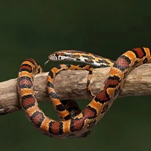 Corn / Red Rat Snake - “Okeetee” mutation - North America