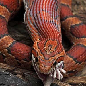 Corn Snake (Pantherophis guttatus) - Eating Mouse - Captive - Formerly Elaphe guttata - Native to southeastern United States - One of the most common pet snakes in the world