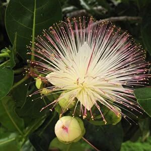 Cornbeefwood / Barringtonia Flower - Masoala National Park - Madagascar
