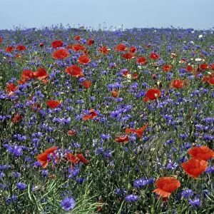 Cornflower field with Common Poppies