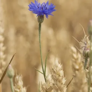 Cornflowers (Centaurea cyanus) in cornfield; now very rare in UK