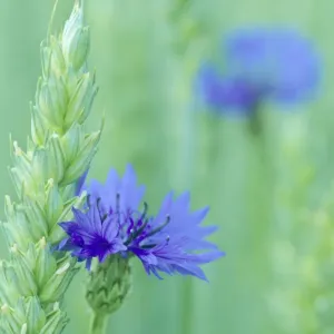 Cornflowers growing amidst wheat field Baden-Wuerttemberg, Germany Cornflowers growing amidst wheat field Baden-Wuerttemberg, Germany