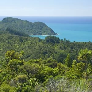 Coromandel Coastline dense coastal bush vegetation grows right to the shoreline. This is habitat for the Kiwi, the endangered national icon of New Zealand. Coromandel Peninsula, North Island, New Zealand