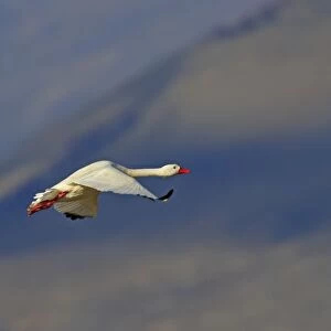 Coscoroba Swan. Magallanes Peninsula - Patagonia - Argentina