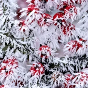 Cotoneaster - frozen berries Cotoneaster - frozen berries
