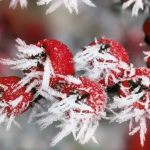 Cotoneaster - frozen berries. Lightened background, added frost Cotoneaster - frozen berries. Lightened background, added frost