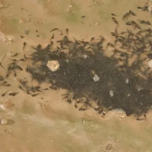 Couch's Spadefoot-tadpoles in drying waterhole-breeds chiefly from May to Sept in periods of rainfall-occurs in shortgrass prairie, mesquite savanna, creosote bush desert, thorn forest, tropical deciduous forest