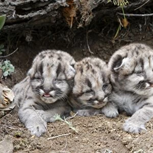 Cougar / Mountain Lion - Babies 3 days old. Montana - USA