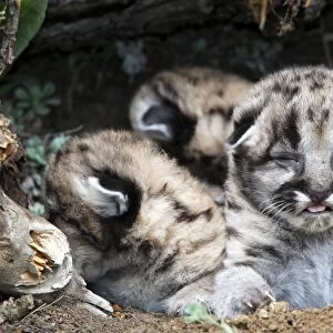 Cougar / Mountain Lion - Babies 3 days old. Montana - USA