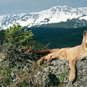 Cougar / Mountain Lion - Lying on rock Montana, USA