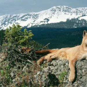 Cougar / Mountain Lion - Lying on rock Montana, USA