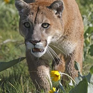 Cougar / Mountain Lion. Montana - USA