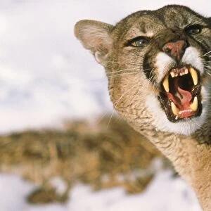 Cougar / Mountain Lion / Puma