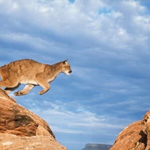 Cougar / Mountain Lion / Puma