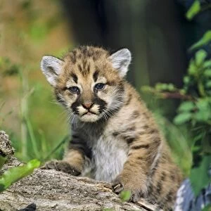 Cougar / Mountain Lion / Puma - cub (formerly known as: Felis concolor) Western U. S. A Mr1133