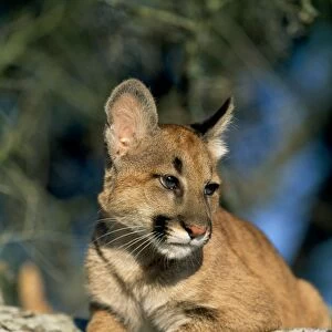 Cougar / Mountain Lion / Puma - cub