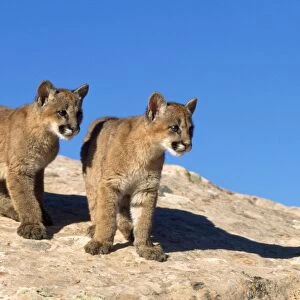 Cougar / Mountain Lion / Puma - kittens Utah USA