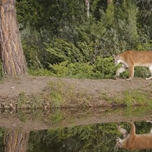 Cougar / Mountain Lion / Puma. Montana - United States