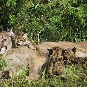 Cougar / Mountain Lion / Puma - mother with young cubs (formerly known as: Felis concolor) MR1266