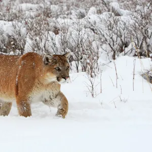 Cougar / Mountain Lion / Puma - in snow. Montana - USA