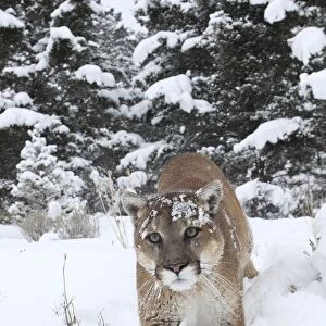 Cougar / Mountain Lion / Puma - in snow. Montana - USA