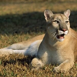 Cougar / Mountain Lion / Puma - USA Latin formerly Felis concolor