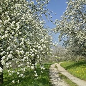 Country road leading through fruit tree meadows with flowering pear and cherry trees in spring Baden-Wuerttemberg, Germany