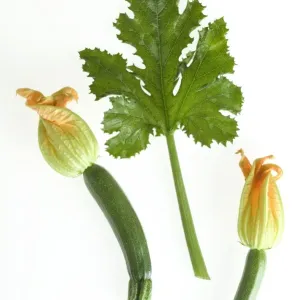 Courgette - with flowers & leaf Courgette - with flowers & leaf