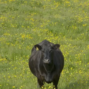Cow - in flower meadow - Orkney Mainland MA002294 Cow - in flower meadow - Orkney Mainland MA002294