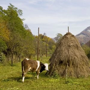 Cow with hay stooks, in the Galda valley in autumn, Apuseni Mountains, Romania