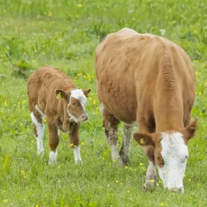 Cow - Mother and Calf in Meadow - Orkney Mainland MA002313 Cow - Mother and Calf in Meadow - Orkney Mainland MA002313