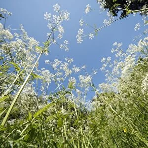 Cow Parsley - flowering on forest glade, Lower Saxony, Germany