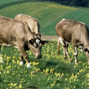 Cows - and cowslips - Sweden Cows - and cowslips - Sweden