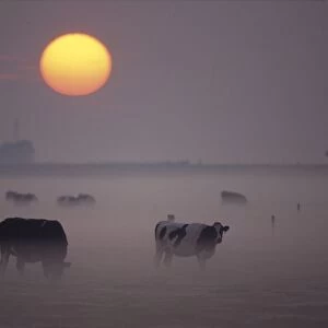 Cows - Grazing during sunset in the haze Overijssel, The Netherlands