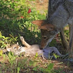 Coyote - Adult with 5 week old baby. Montana - USA