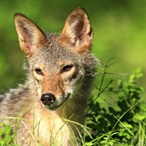Coyote - Adult. Montana - USA